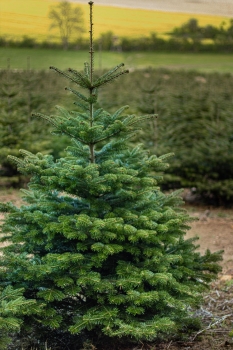 Christbaum, Weihnachtsbaum Nordmanntanne 210 - 250 cm aus unserer Region